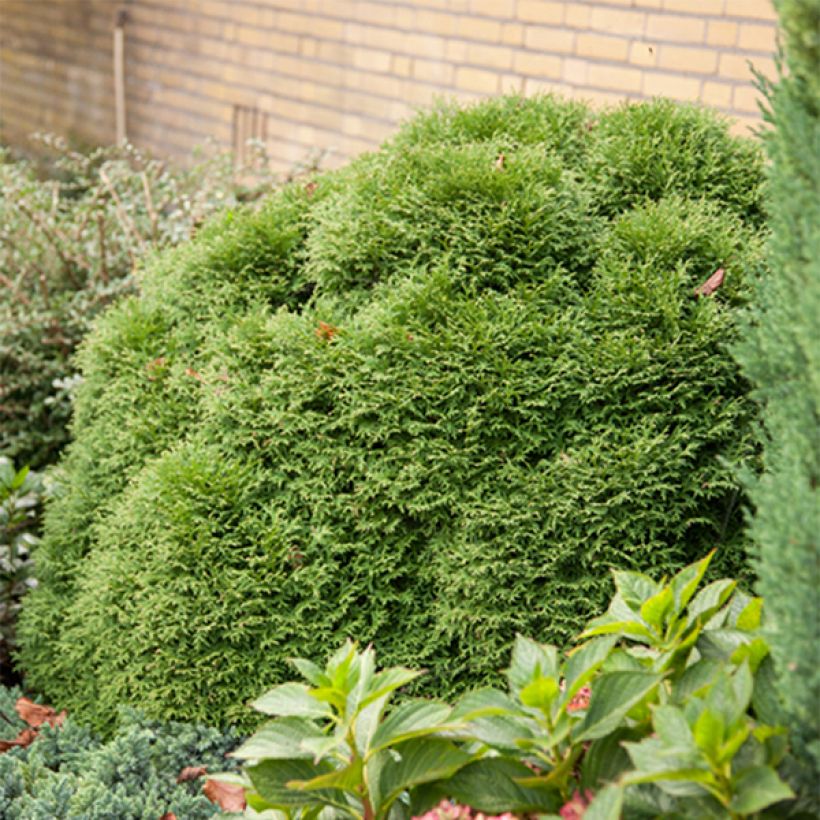 Thuja occidentalis Tiny Tim - Canadian Arborvitae (Plant habit)