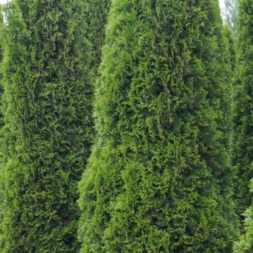 Thuja occidentalis Totem Smaragd - Canadian Arborvitae (Foliage)