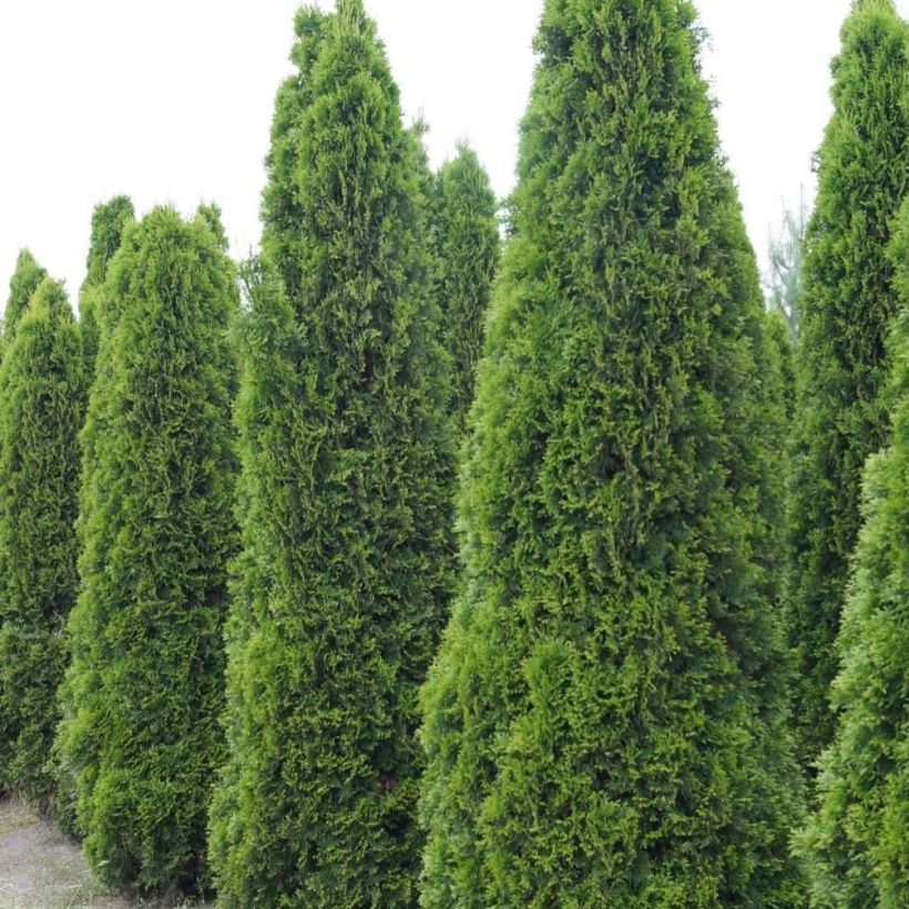 Thuja occidentalis Totem Smaragd - Canadian Arborvitae (Plant habit)