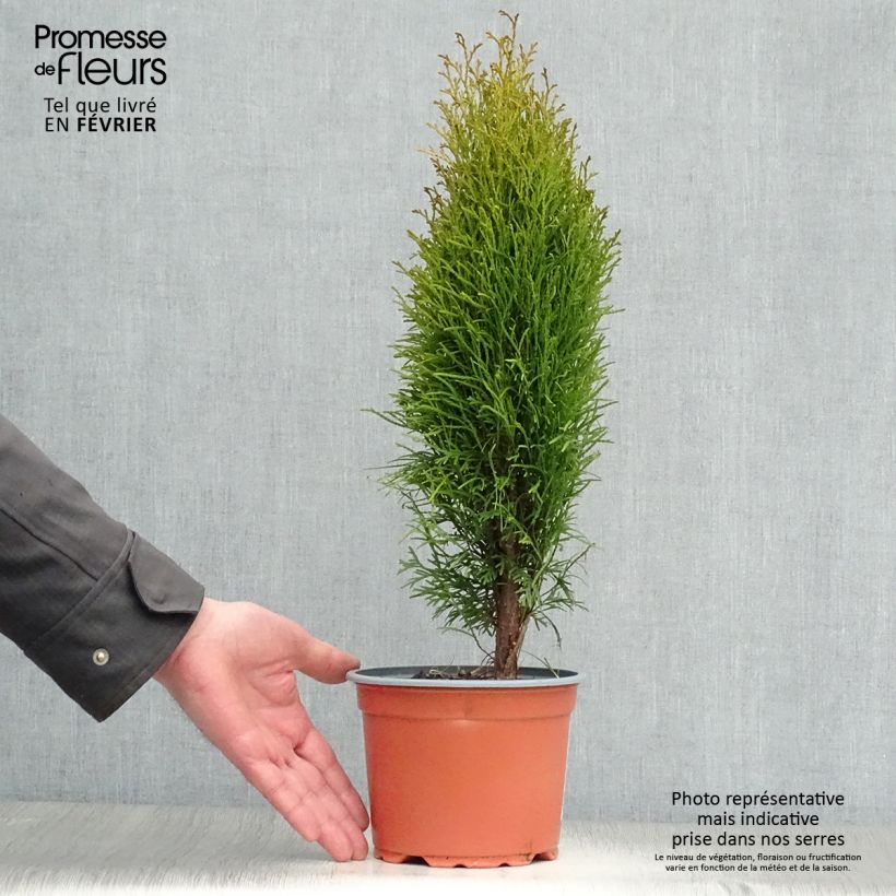 Thuja occidentalis Totem Smaragd - Canadian Arborvitae 2L/3L pot sample as delivered in winter