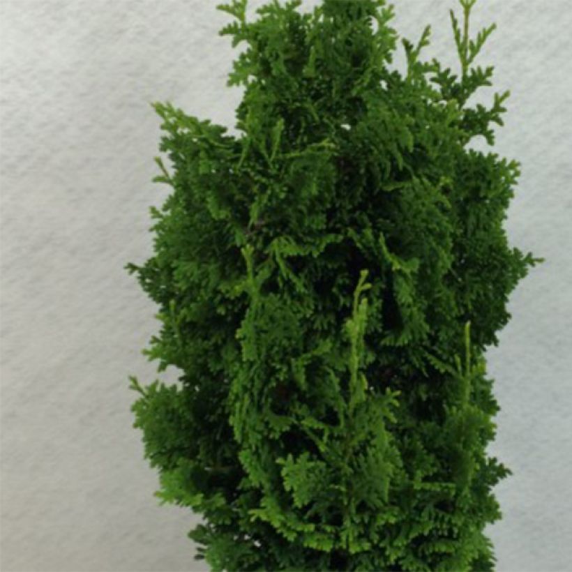 Thuja occidentalis Zmatlik - Canadian Arborvitae (Foliage)