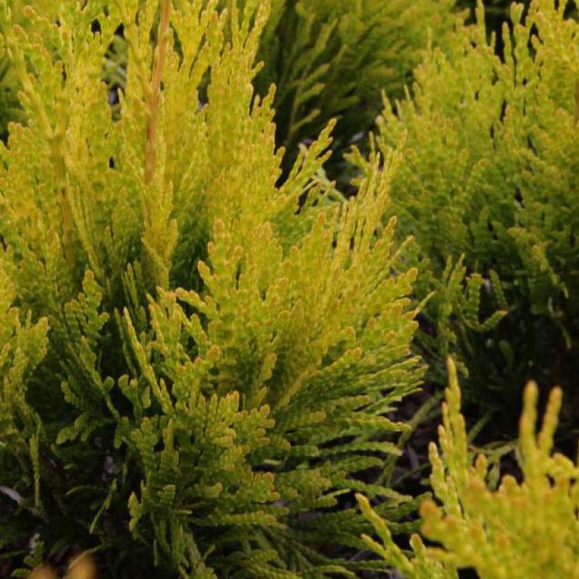 Thuja plicata Goldy - Western Red Cedar (Foliage)