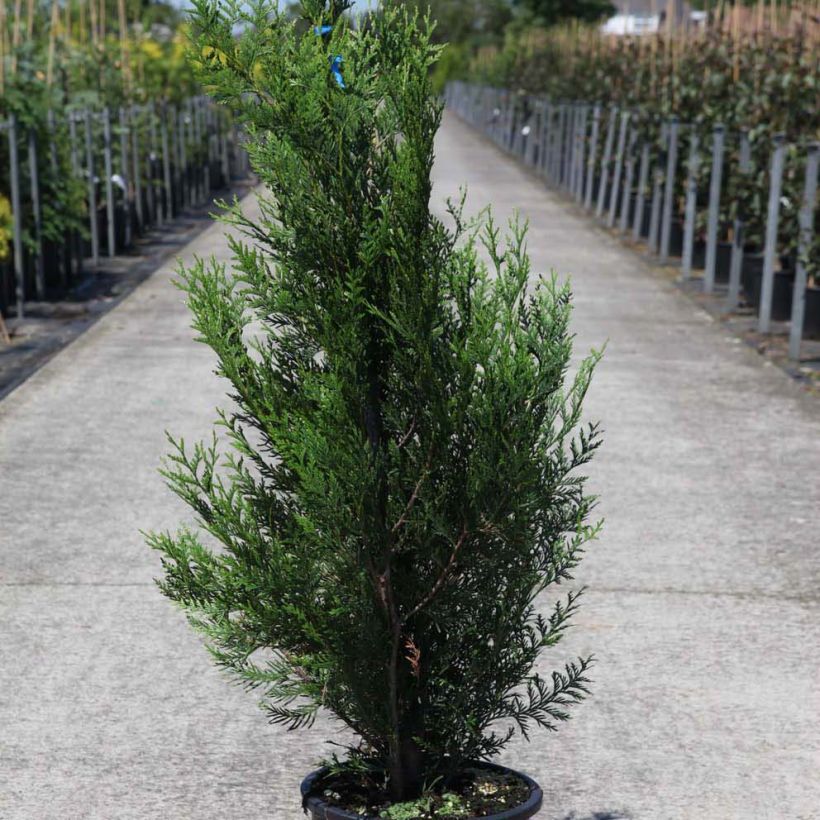 Thuja plicata Atrovirens - Western Red Cedar for hedging (Plant habit)