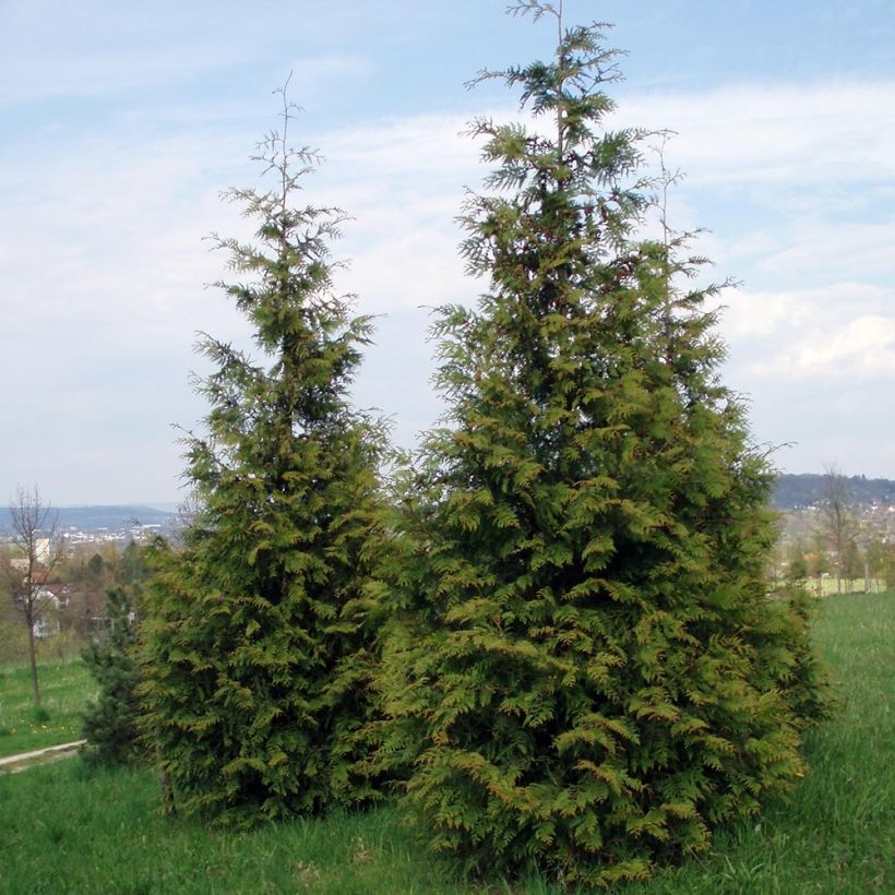 Thuja plicata Excelsa - Western Red Cedar (Plant habit)