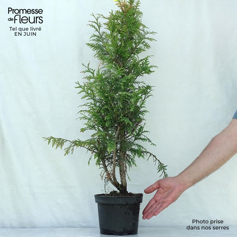Thuja plicata Excelsa - Western Red Cedar 2L/3L pot sample as delivered in summer