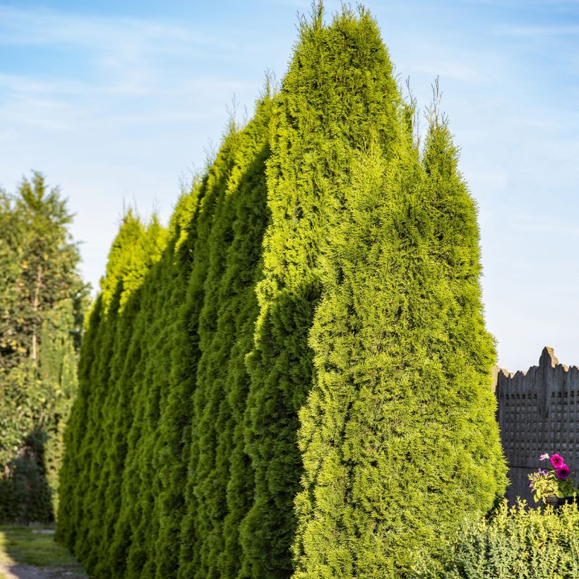 Thuja plicata Martin - Western Red Cedar (Plant habit)