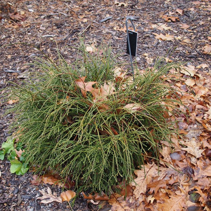 Thuja plicata Whipcord - Western Red Cedar (Plant habit)