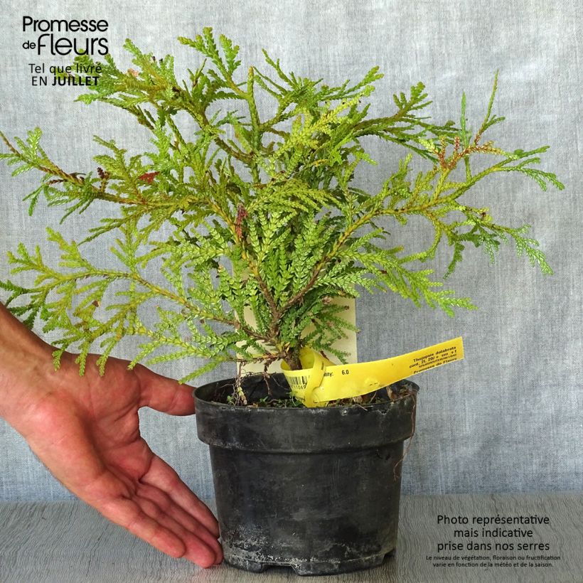 Thujopsis dolabrata - Hiba 2L/3L pot sample as delivered in summer