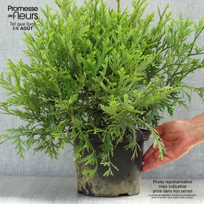 Thujopsis dolabrata - Hiba 4L/5L pot sample as delivered in summer