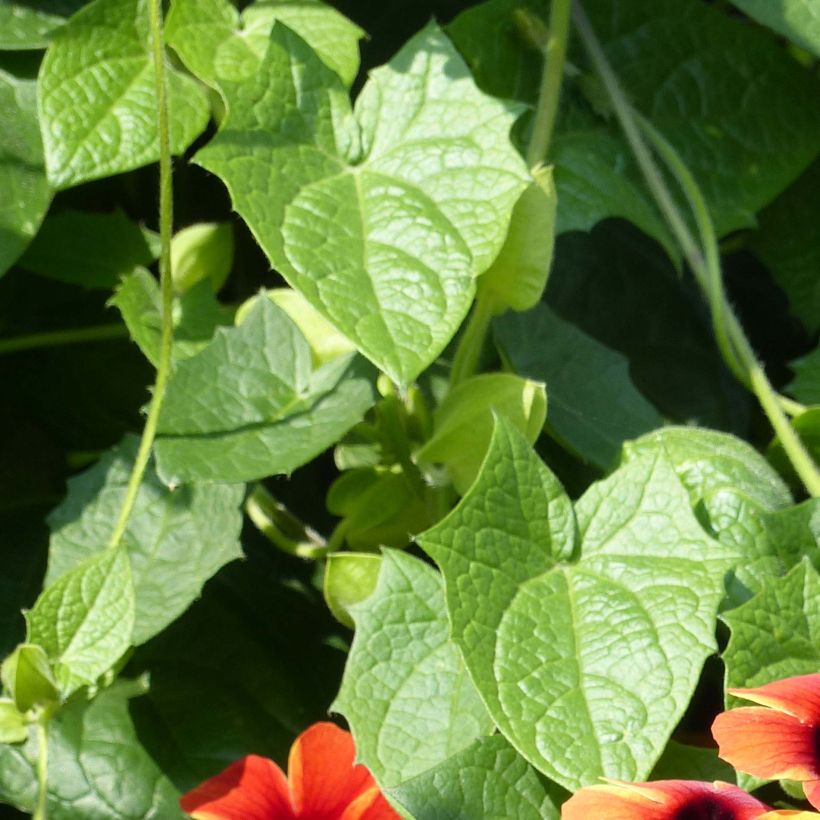 Thunbergia Tangerine Slice - Black-Eyed-Susan (Foliage)