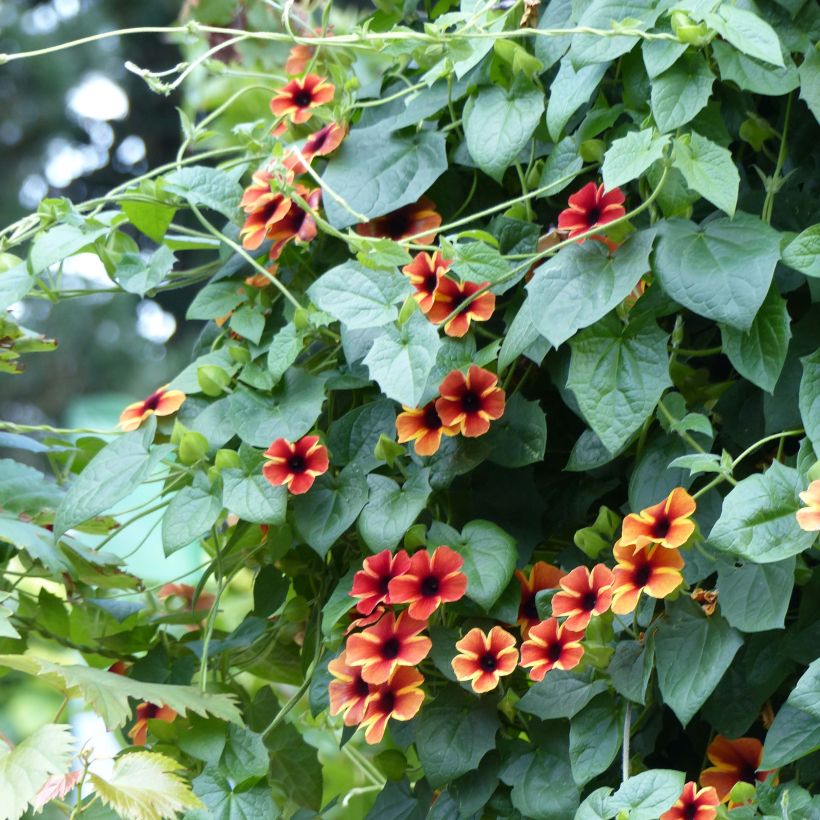 Thunbergia Tangerine Slice - Black-Eyed-Susan (Plant habit)