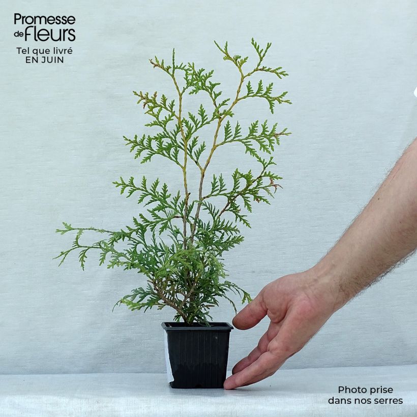Thuja occidentalis Brabant - Canadian Arborvitae 8/9 cm pot sample as delivered in summer