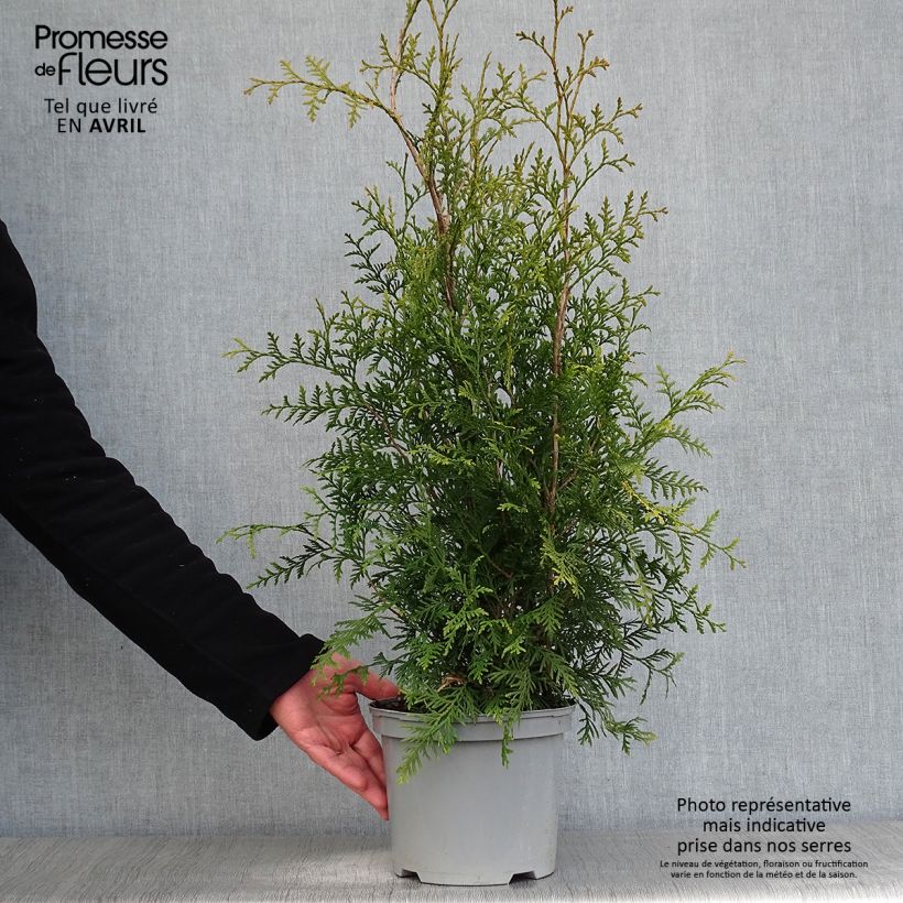 Thuja occidentalis Brabant - Canadian Arborvitae 2L/3L potShipped height around 60/80cm sample as delivered in spring