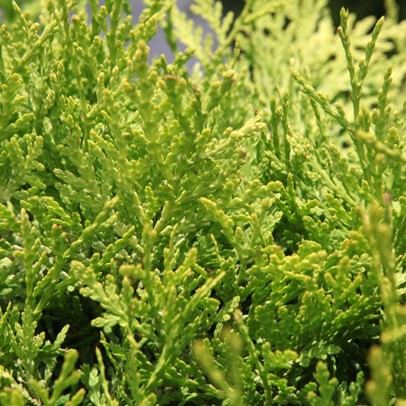 Thuja occidentalis Danica Aurea (Foliage)