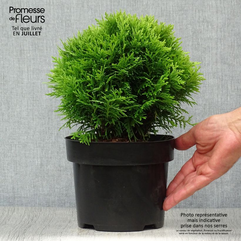 Thuja occidentalis Danica - Canadian Arborvitae 2L/3L pot sample as delivered in summer