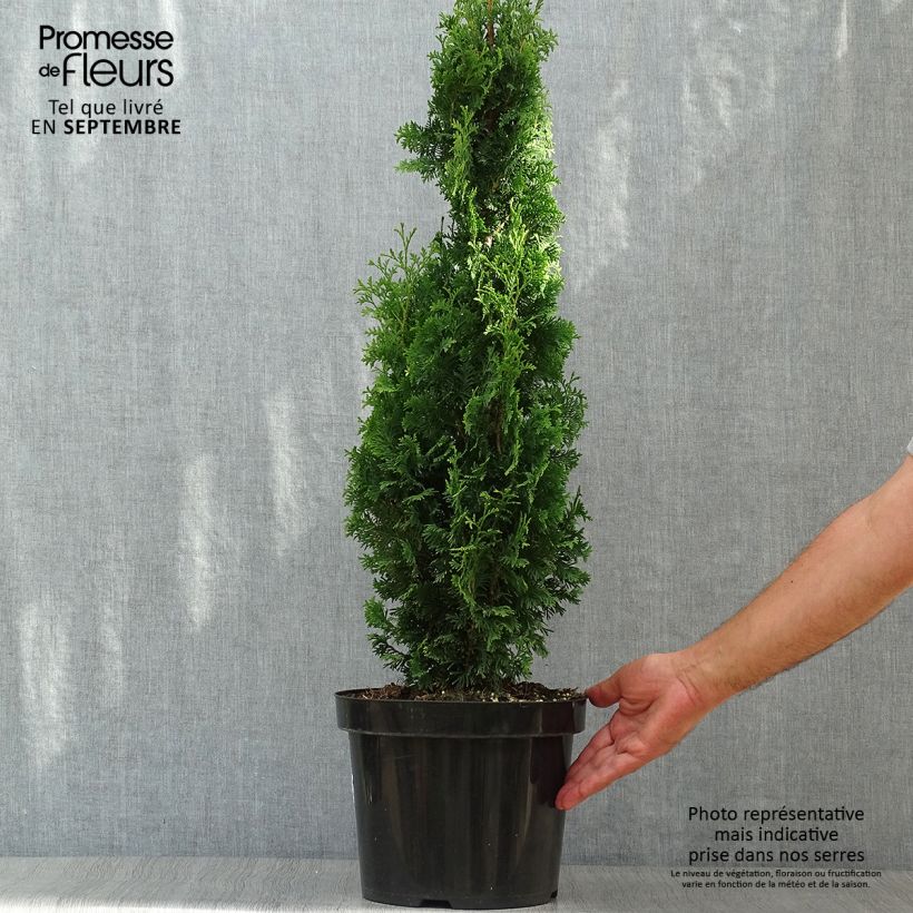 Thuja occidentalis Degroots Spire - Canadian Arborvitae 7.5L/10L pot sample as delivered in autumn