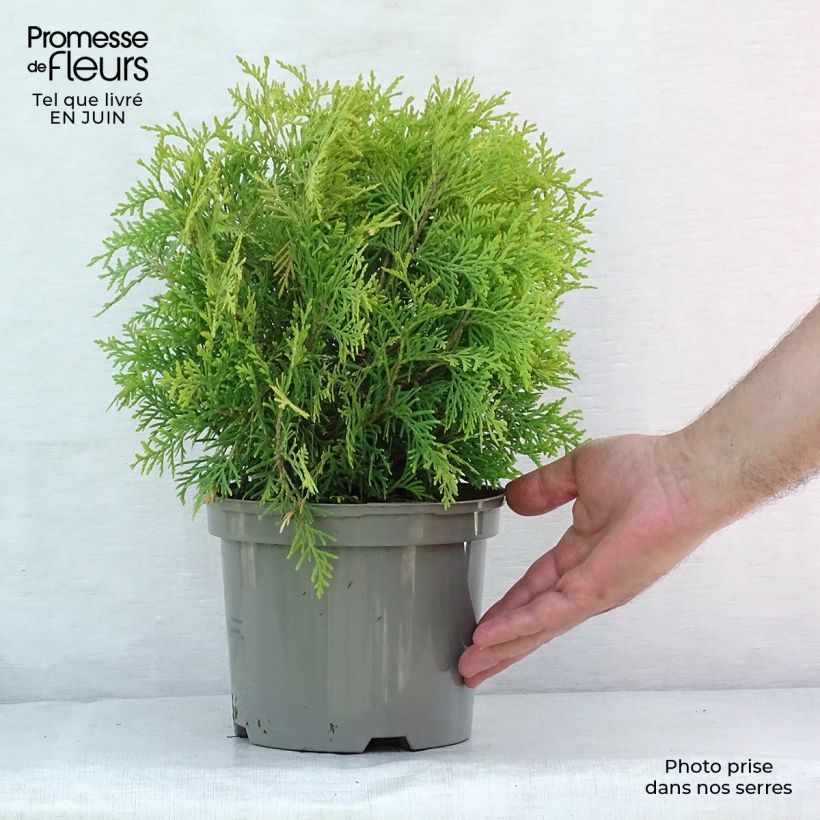 Thuja occidentalis Golden Globe - Canadian Arborvitae 2L/3L pot sample as delivered in summer