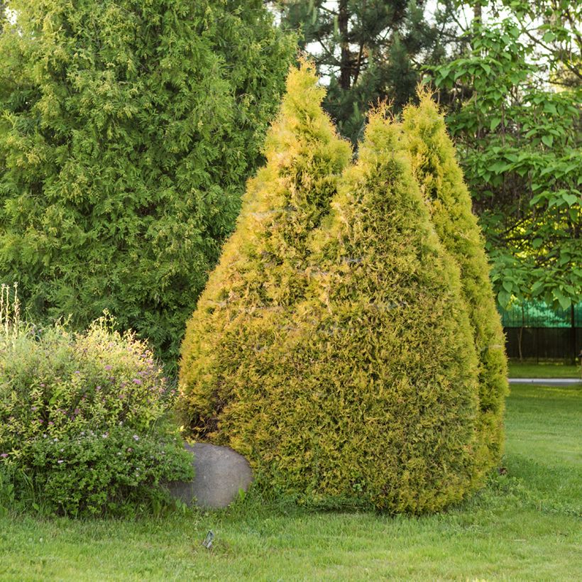 Thuja occidentalis Golden Smaragd (Plant habit)