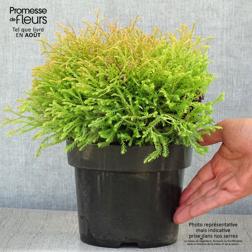 Thuja occidentalis Golden Tuffet - Canadian Arborvitae 2L/3L pot sample as delivered in summer