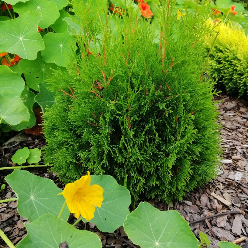 Thuja occidentalis Miky - Canadian Arborvitae (Plant habit)