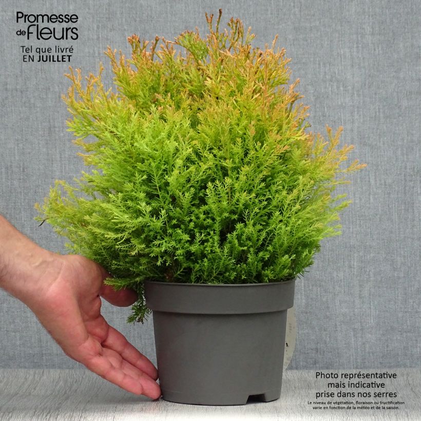 Thuja occidentalis Rheingold - Canadian Arborvitae 2L/3L pot sample as delivered in summer
