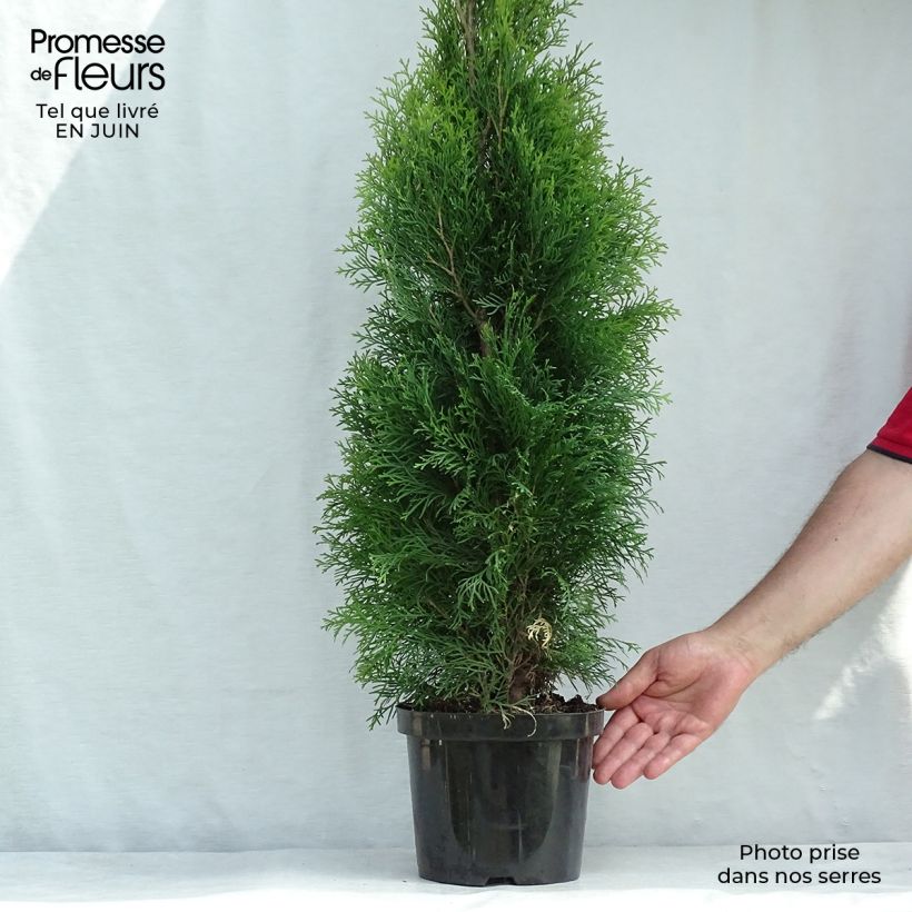 Thuja occidentalis Smaragd - Canadian Arborvitae 4L/5L pot sample as delivered in summer