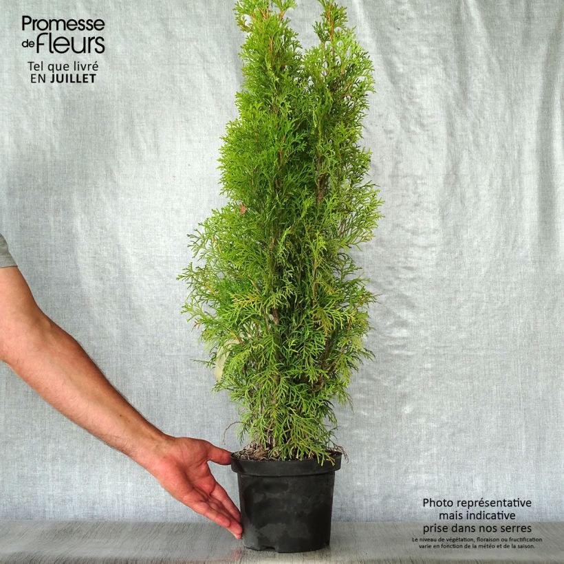 Thuja occidentalis Smaragd - Canadian Arborvitae 3L/4L pot sample as delivered in summer