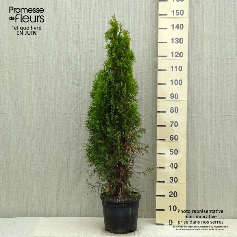 Thuja occidentalis Smaragd - Canadian Arborvitae sample as delivered in spring