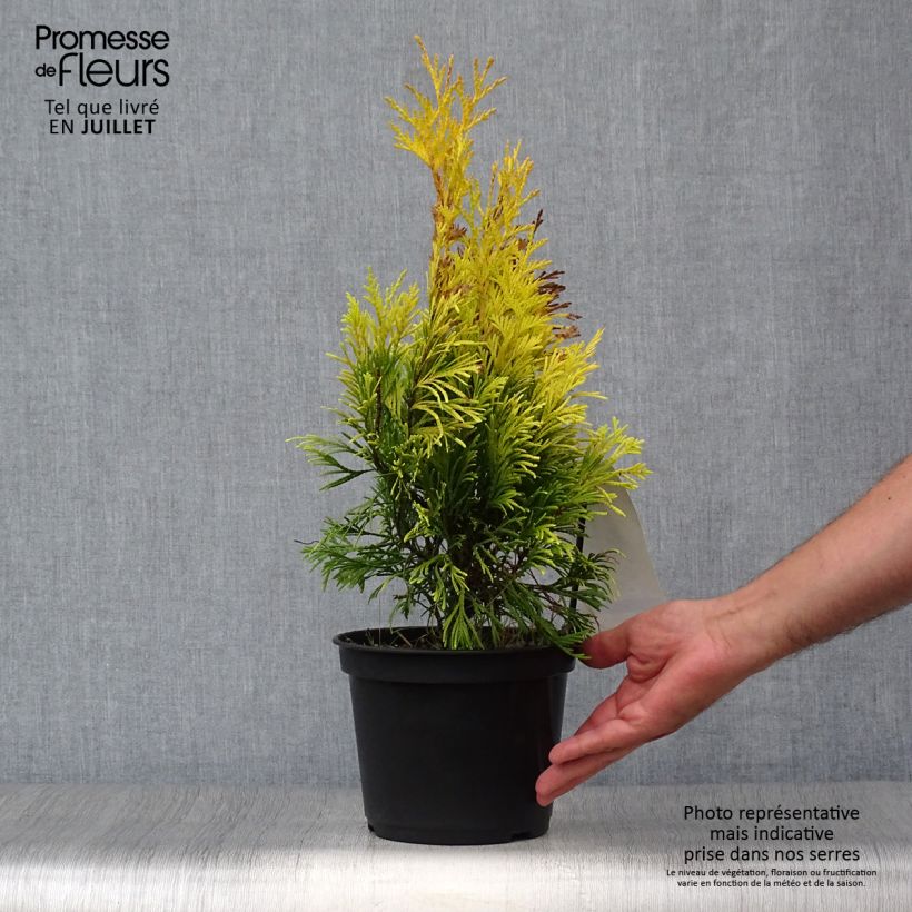 Thuja plicata Goldy - Western Red Cedar 2L/3L pot sample as delivered in summer