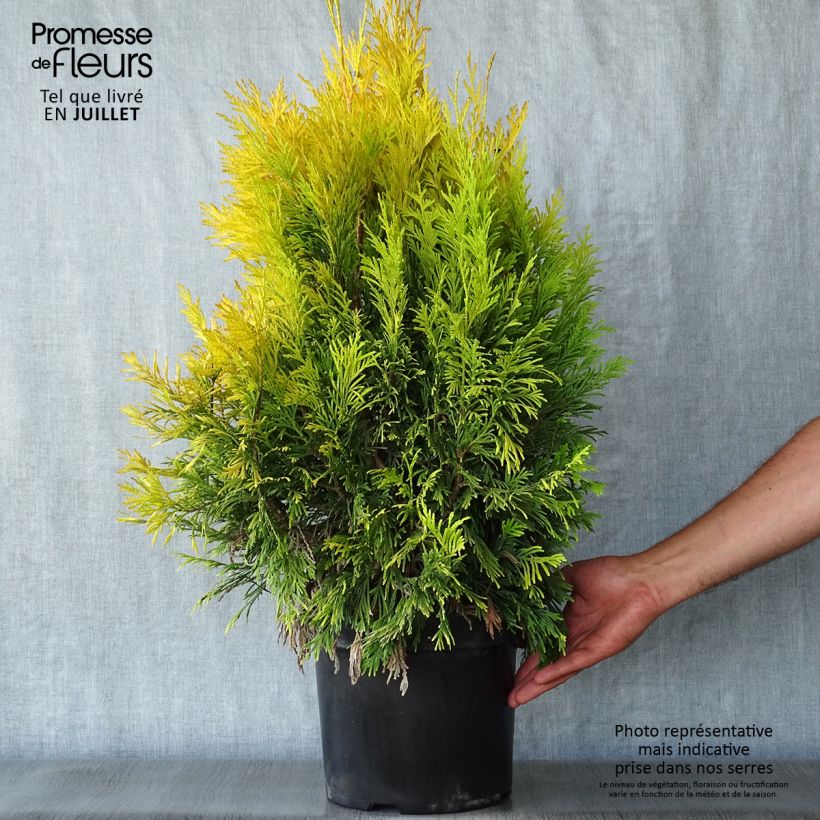Thuja plicata Goldy - Western Red Cedar 7.5L/10L pot sample as delivered in summer