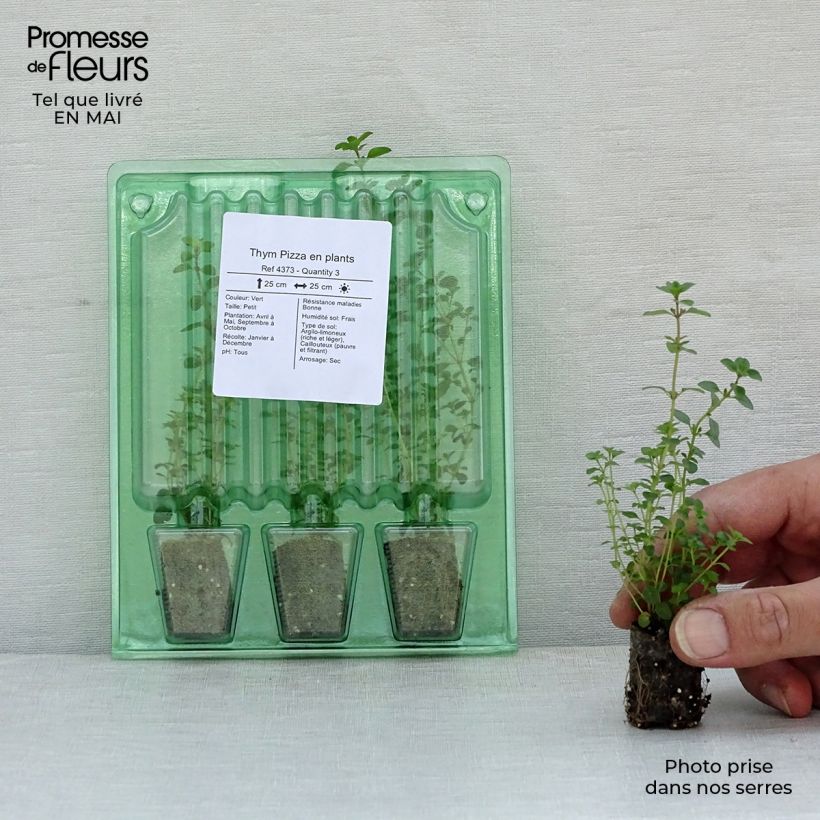 Pizza Thyme in plants Plug plant 1.5/2.5 cm sample as delivered in spring