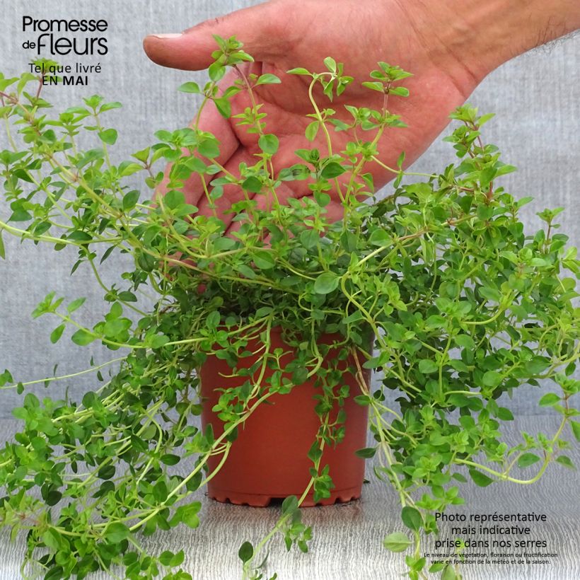 Pizza Thyme in plants sample as delivered in spring