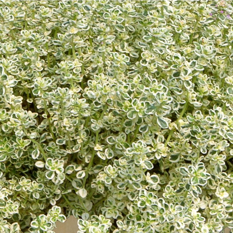 Thymus Sparkling Bright - Thyme (Foliage)