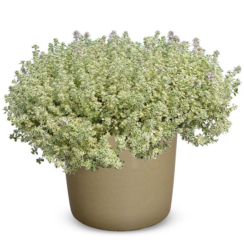 Thymus Sparkling Bright - Thyme (Plant habit)