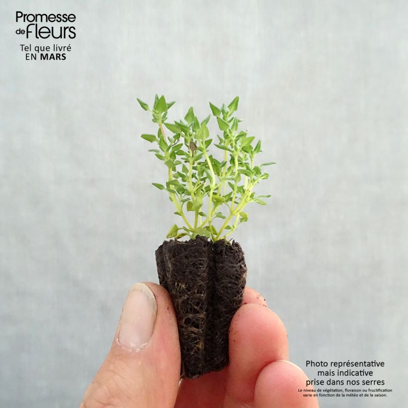 Rose-scented thyme in plant form Plug plant 3/4cm sample as delivered in spring