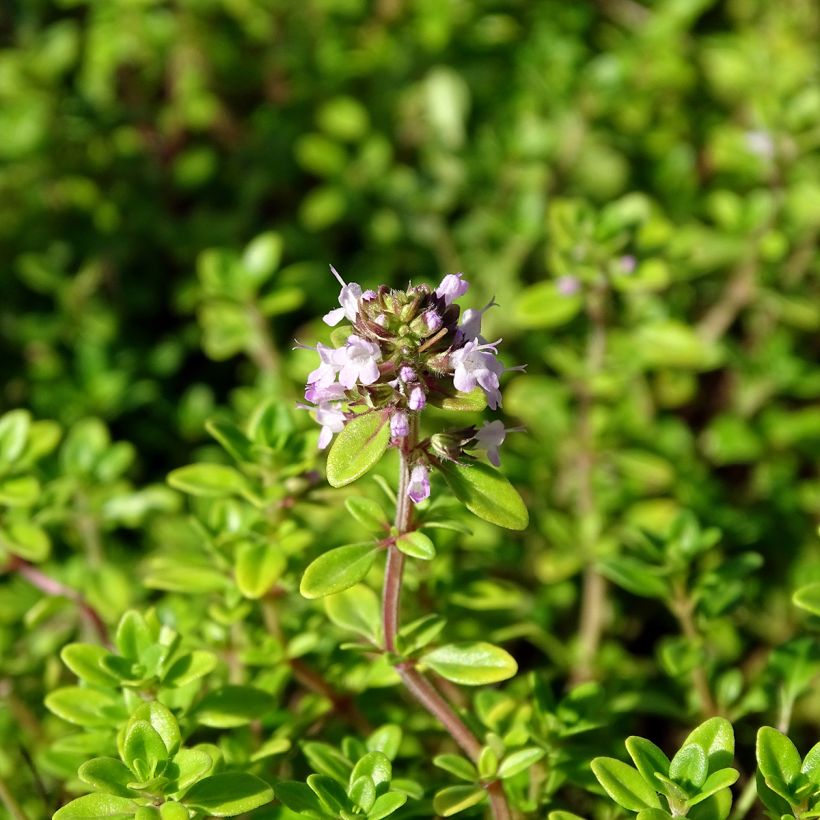 Thymus citriodorus Bertram Anderson - Lemon Thyme (Flowering)