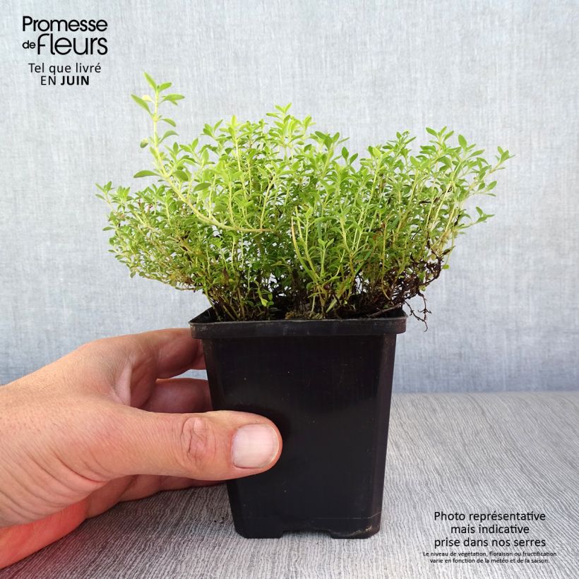 Thymus citriodorus Bertram Anderson - Lemon Thyme 8/9 cm pot sample as delivered in summer