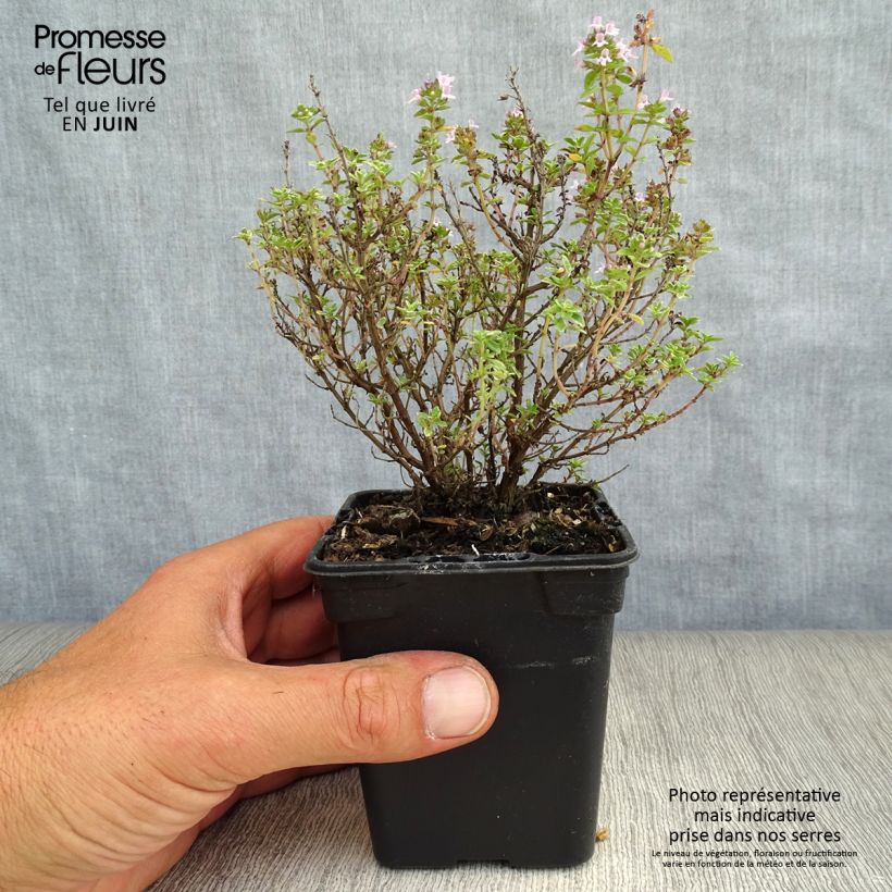 Thymus citriodorus Silver Edge - Organic Thyme 7/8 cm pot sample as delivered in summer