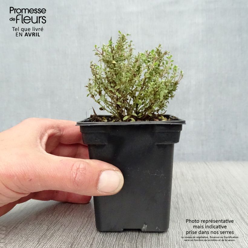 Thymus citriodorus Silver Edge - Organic Thyme sample as delivered in spring