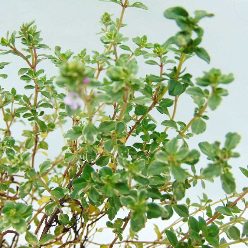 Thymus citriodorus Silver Edge - Organic Thyme (Foliage)