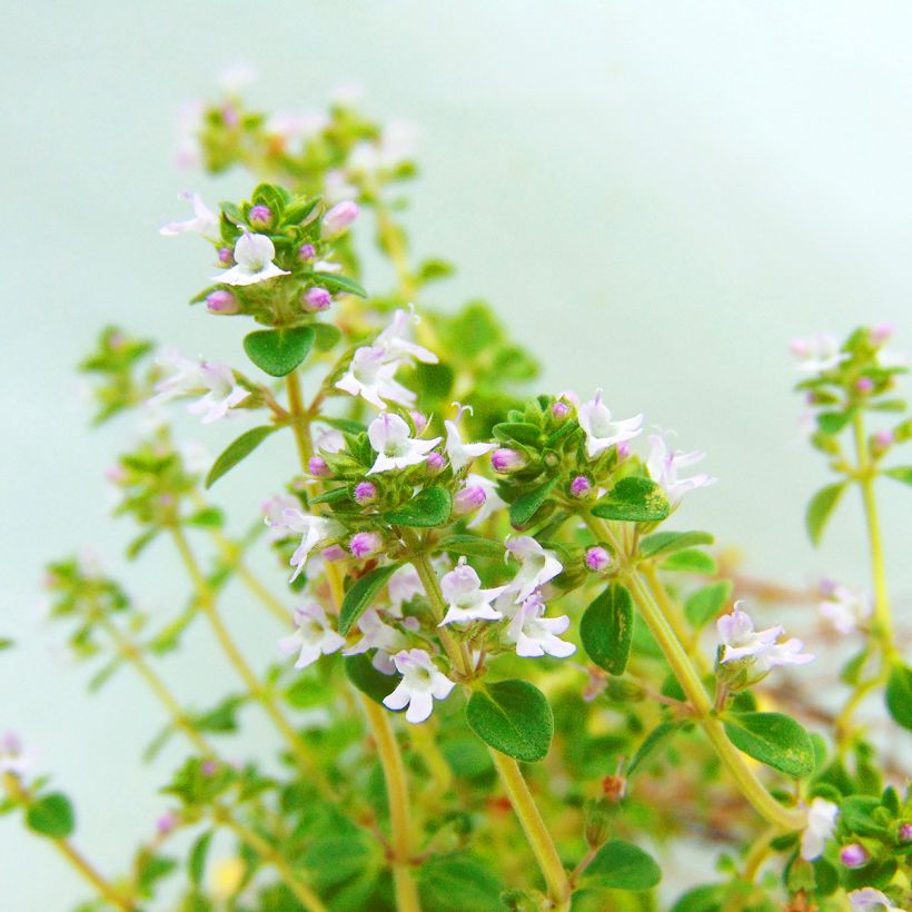 Thymus citriodorus - Lemon Thyme Organic (Flowering)