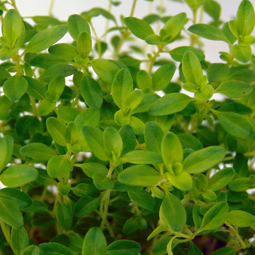 Thymus citriodorus Aureus - Lemon Thyme (Foliage)