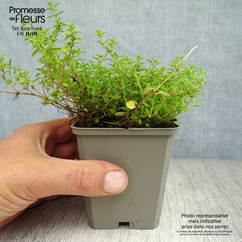 Thymus citriodorus Aureus - Lemon Thyme 8/9 cm pot sample as delivered in summer