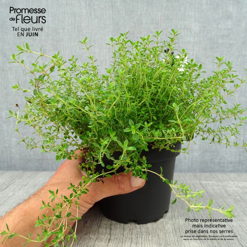 Thymus citriodorus Aureus - Lemon Thyme 1.5L/2L pot sample as delivered in summer
