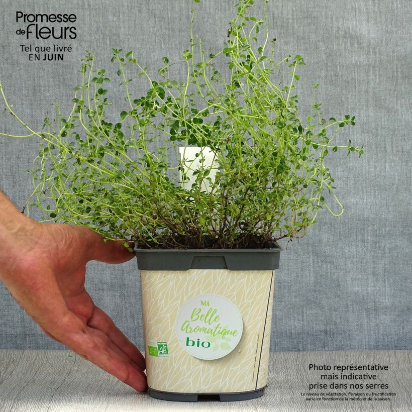 Thymus citriodorus - Lemon Thyme in Organic Plant 2L/3L pot sample as delivered in summer