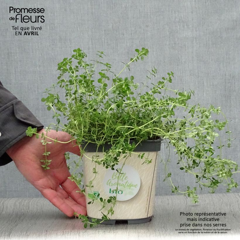 Thymus citriodorus - Lemon Thyme in Organic Plant sample as delivered in spring