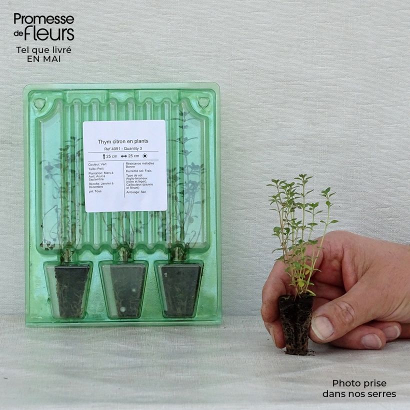 Thymus citriodorus -Lemon thyme in seedlings Plug plant 3/4cm sample as delivered in spring