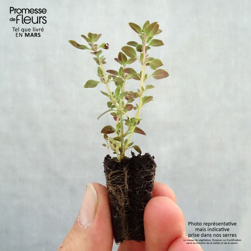 Thymus citriodorus -Lemon thyme in seedlings sample as delivered in spring