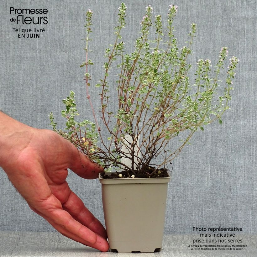 Thymus citriodorus Silver Queen - Lemon Thyme 8/9 cm pot sample as delivered in summer