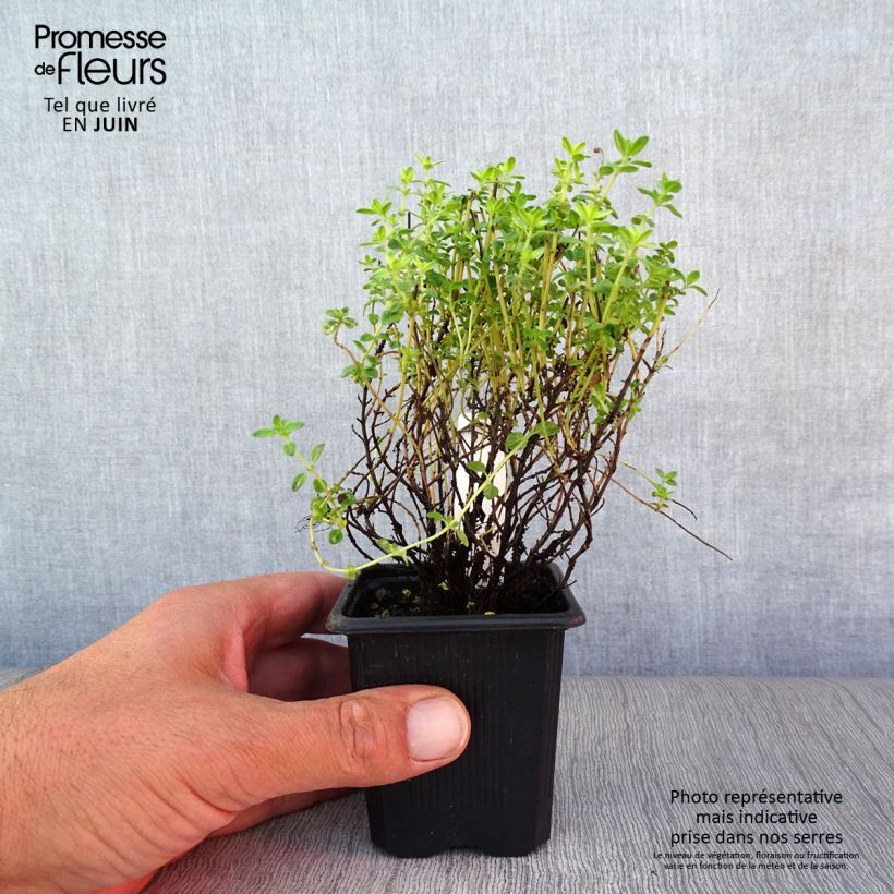 Thymus citriodorus variegated - Lemon Thyme 7/8 cm pot sample as delivered in summer